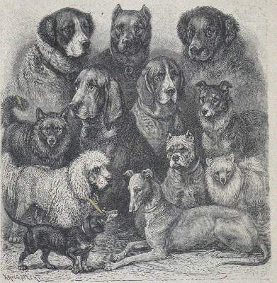 Bild Nr.1: 120-1048 Konvolut: (Zoologie)