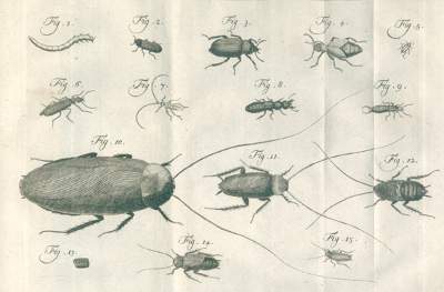 Bild Nr.1: 120-1050 Linne,C.v.: (Zoologie)