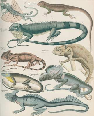 Bild Nr.1: 120-1052 Oken,(L.).: (Zoologie)
