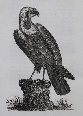 Bild Nr.1: 120-1053 Pennant,T.: (Zoologie)