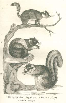 Bild Nr.1: 120-1054 (Pennant,T.).: (Zoologie)