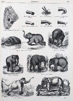Bild Nr.1: 120-1056 Pöppig,E.(F.).: (Zoologie)