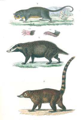 Bild Nr.1: 120-1057 Reichenbach,A.B.: (Zoologie)