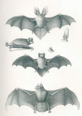 Bild Nr.1: 120-1061 Schinz,H.R.: (Zoologie)