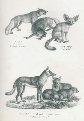Bild Nr.2: 120-1061 Schinz,H.R.: (Zoologie)