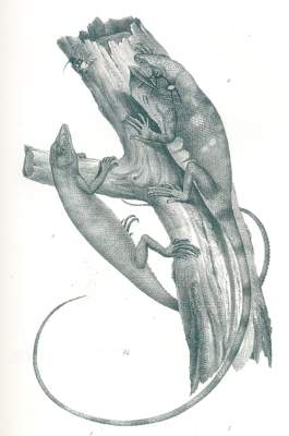 Bild Nr.1: 120-1062 Schinz,H.R.: (Zoologie)