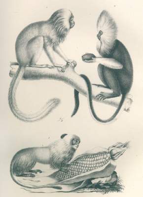 Bild Nr.11: 120-1062 Schinz,H.R.: (Zoologie)