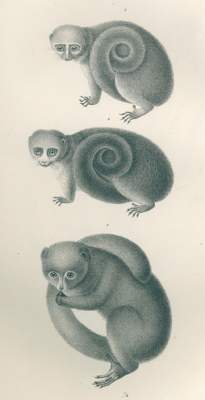 Bild Nr.12: 120-1062 Schinz,H.R.: (Zoologie)