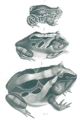 Bild Nr.2: 120-1062 Schinz,H.R.: (Zoologie)