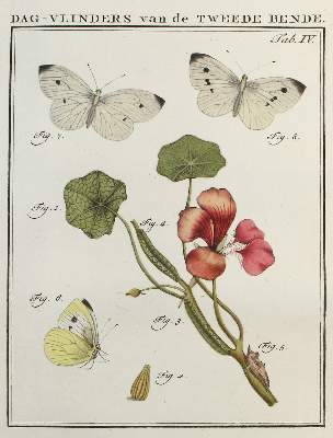 Bild Nr.1: 120-1063 Sepp,J.C.: (Zoologie, Schmetterlinge)