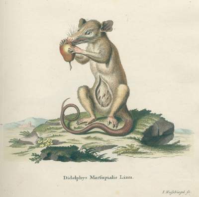 Bild Nr.1: 120-1064 (Schreber,J.C.D.: (Zoologie)