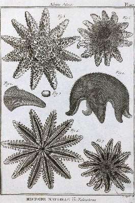Bild Nr.1: 120-1065 (Diderot,D.).: (Zoologie, Seesterne)