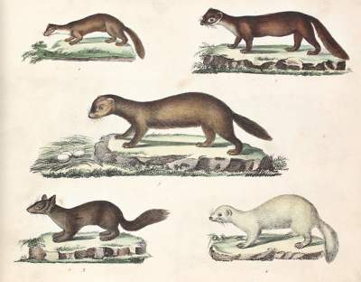 Bild Nr.1: 120-1067 Strack,F.: (Zoologie)