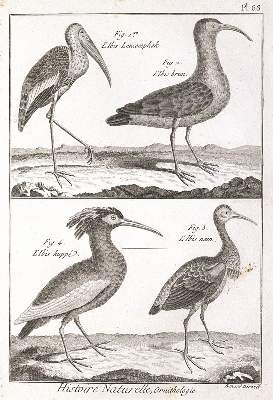 Bild Nr.1: 120-1070 Bonnaterre,(J.P.) u. L.P.Vieillot.: (Zoologie, Vögel)