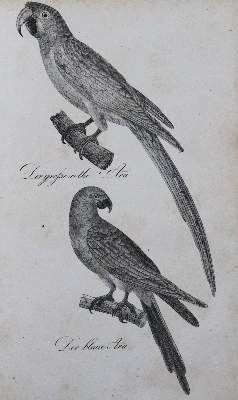 Bild Nr.1: 120-1072 (Buhle,C.A.).: (Zoologie, Vögel)