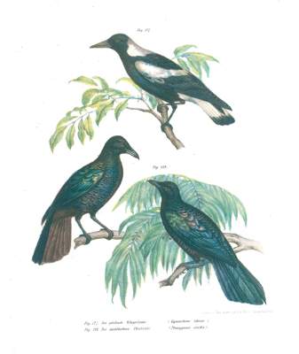 Bild Nr.2: 120-1073 Fitzinger,L.J.: (Zoologie, Vögel)