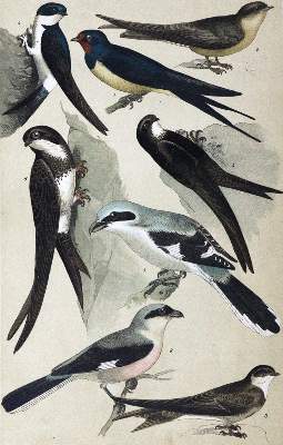 Bild Nr.1: 120-1074 Friderich,C.G.: (Zoologie, Vögel)