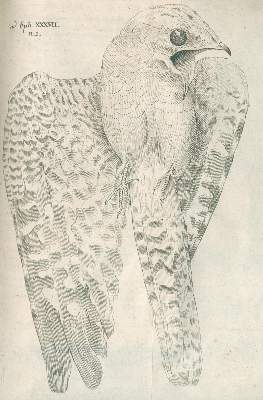 Bild Nr.1: 120-1075 Klein,J.T.: (Zoologie, Vögel)