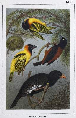 Bild Nr.1: 120-1076 Ruß,K.: (Zoologie, Vögel)