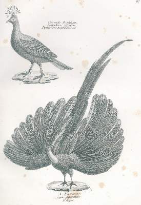 Bild Nr.1: 120-1077 Schinz,H.R.: (Zoologie, Vögel)