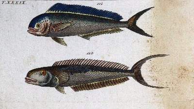 Bild Nr.1: 120-1078 Wilhelm,G.T.: (Zoologie, Vögel)