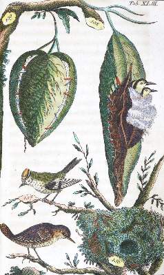 Bild Nr.1: 120-1079 (Wilhelm,G.T.).: (Zoologie, Vögel)
