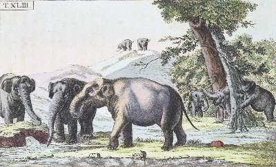 Bild Nr.1: 120-1080 (Wilhelm,G.T.).: (Zoologie)