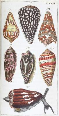 Bild Nr.1: 120-1081 (Wilhelm,G.T.).: (Zoologie, Würmer)