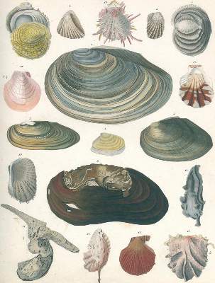 Bild Nr.1: 120-1138 Oken,(L.).: (Verschiedene Gebiete - Varia)
