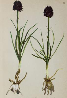 Bild Nr.2: 120-1343 Atlas der Alpenflora.: (Verschiedene Länder - Geschichte, Alpen und Alpinismus)