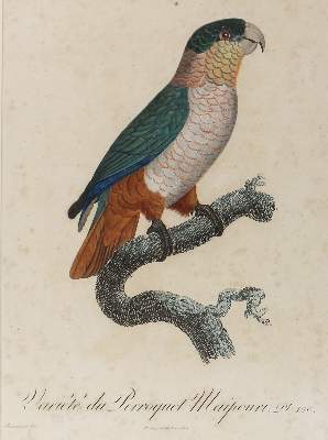 Bild Nr.1: 120-2092 Barraband, Jacques: (Varia, Vögel)