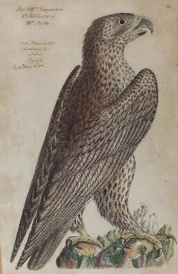 Bild Nr.2: 120-2093 Frisch, Johann Leonhard.: (Varia, Vögel)
