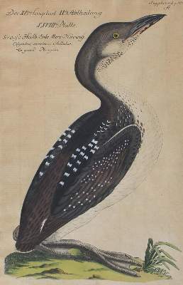 Bild Nr.3: 120-2093 Frisch, Johann Leonhard.: (Varia, Vögel)