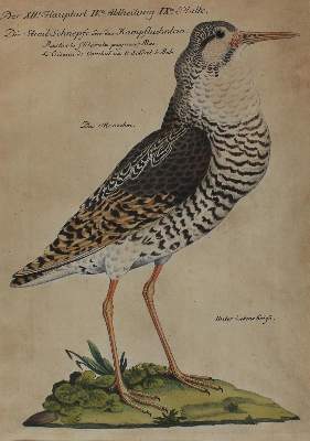 Bild Nr.4: 120-2093 Frisch, Johann Leonhard.: (Varia, Vögel)