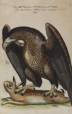 Bild Nr.5: 120-2093 Frisch, Johann Leonhard.: (Varia, Vögel)