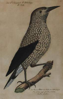 Bild Nr.6: 120-2093 Frisch, Johann Leonhard.: (Varia, Vögel)