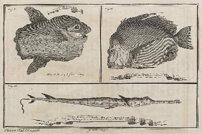 Bild Nr.1: 120-2096 Fische.: (Varia, Zoologie, Fische)