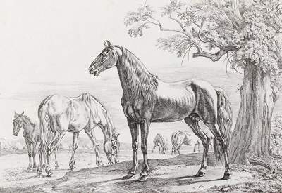Bild Nr.1: 120-3220 Klein, Johann Adam: (Künstlergraphik)