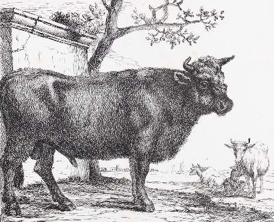 Bild Nr.3: 120-3264 Klengel, Johann Christian: (Künstlergraphik)