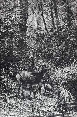 Bild Nr.1: 120-407 Corneli,R.: (Jagd)