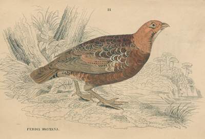 Bild Nr.1: 120-409 Jardine,W. u. A.Diezmann.: (Jagd)