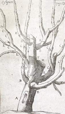 Bild Nr.2: 120-429 Dahuron,R.: (Land- und Forstwirtschaft, Garten)