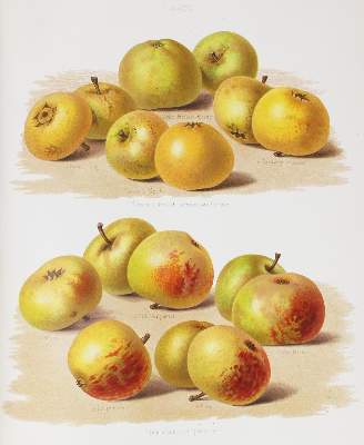 Bild Nr.3: 120-436 Bull,H.G.: (Land- und Forstwirtschaft, Landwirtschaft, Obstbau)