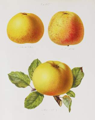 Bild Nr.4: 120-436 Bull,H.G.: (Land- und Forstwirtschaft, Landwirtschaft, Obstbau)