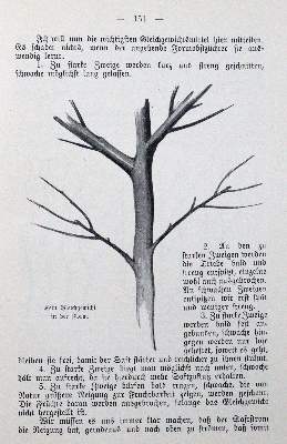 Bild Nr.1: 120-439 Böttner,J.: (Land- und Forstwirtschaft, Obstbau)