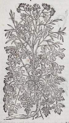 Bild Nr.1: 120-67 Matthiolus,P.A.: (Botanik)