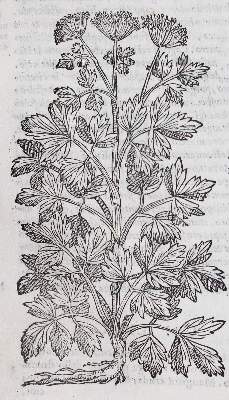 Bild Nr.2: 120-67 Matthiolus,P.A.: (Botanik)