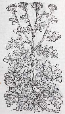 Bild Nr.3: 120-67 Matthiolus,P.A.: (Botanik)