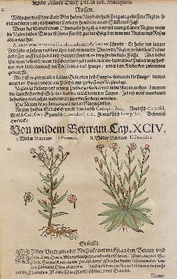 Bild Nr.2: 120-70 Caesar: (Buchholzschnitte)