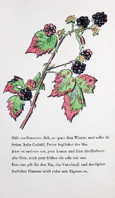 Bild Nr.1: 120-923 Schaefer-Ast,A. (Illustr.).: (Literatur und illustrierte Bücher 20.Jahrhundert - Alte Literatur in modernen Ausgaben)